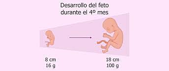 Cuarto mes de gestación.