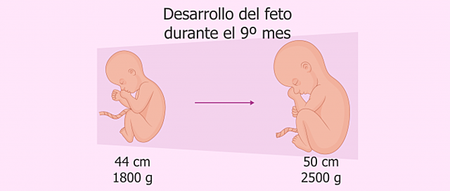 Octavo y noveno mes de gestación.