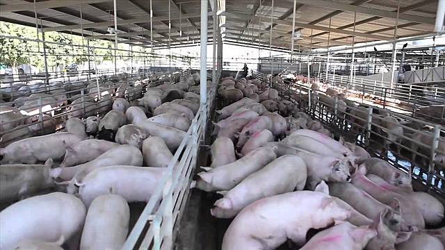 Se importaron razas mejoradas y durante varias décadas la porcicultura creció hasta convertirse en la segunda fuente de abastecimiento de carne en México