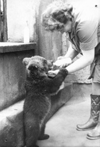 Braunbären ziehen ein