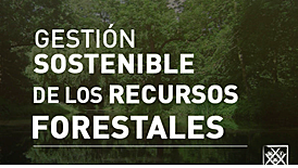 Declaración de Principios Forestales, un conjunto de principios que sustentan la gestión sostenible de los bosques en todo el mundo
