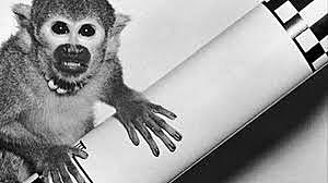 Primer mamífero que viajo al espacio