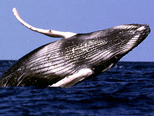 Humback Whale: Endangered
