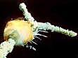 Accidente de Trasbordador Espacial Challenger