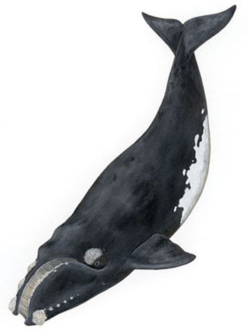 Right Whale: Endangered