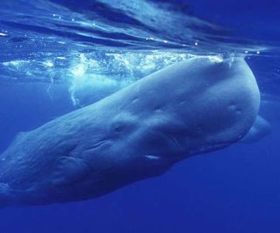 Sperm Whale: Endangered
