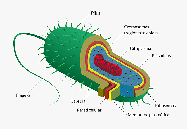 Células procariotas