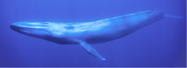 Blue Whale: Endangered