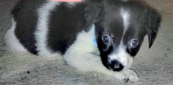 NACIMIENTO DE MI PERRITA SACHA