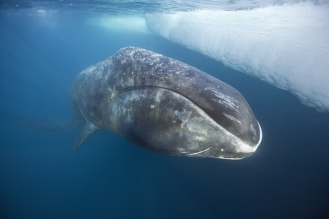 Bowhead Whale: Endangered