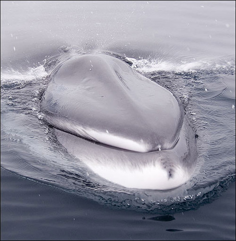 Fin Whale: Endangered