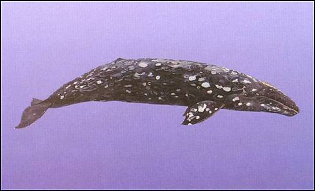 Gray Whale: Endangered