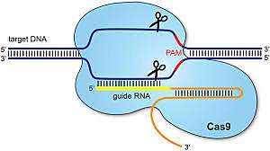 sistema CRISPR/Cas9