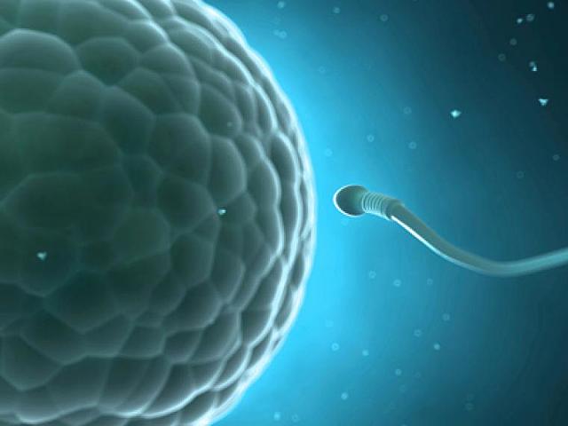 Percursores de esperma y óvulos