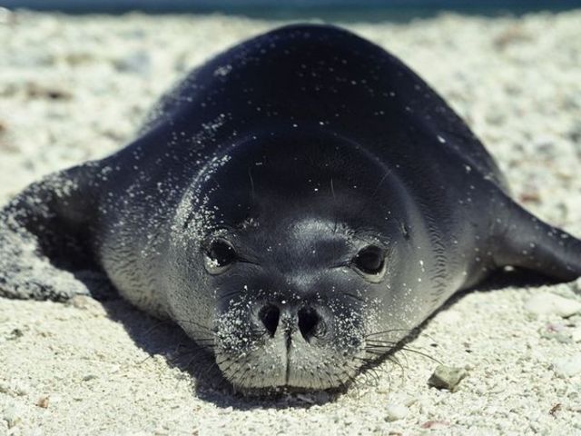 Hawaiian Monk Seal: Endangered
