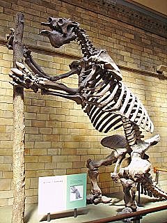 DESENTIERRO DEL PRIMER ESQUELETO COMPLETO DE MEGATERIO