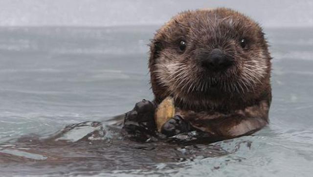 Southern Sea Otter: Threatened