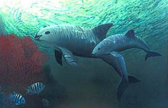 Gulf of California Harbor Porpoise: Endangered