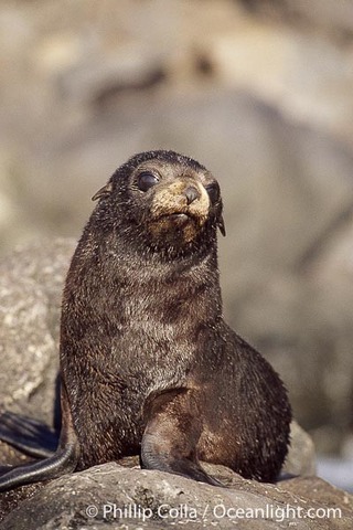 Guadalupe Fur Seal: Threatened