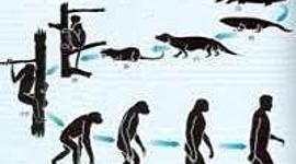 Timeline: Línea de tiempo "teorias sobre el origen de las especies"