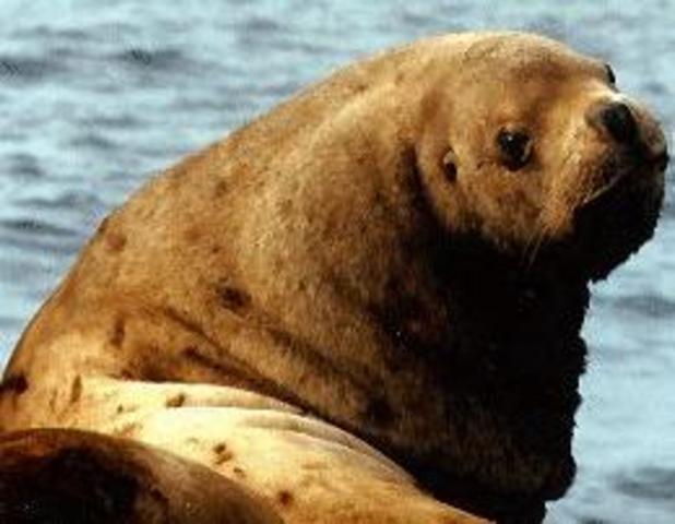 Stellar Sea Lion: Threatened