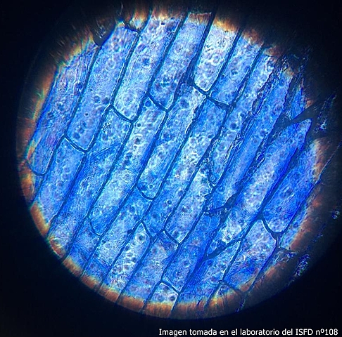 Laboratorio Ambulante