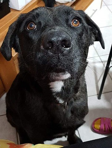 ABBIAMO PRESO UN CANE "ELSA"