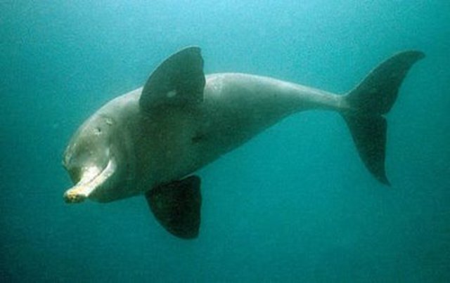 Indus River Dolphin: Endangered