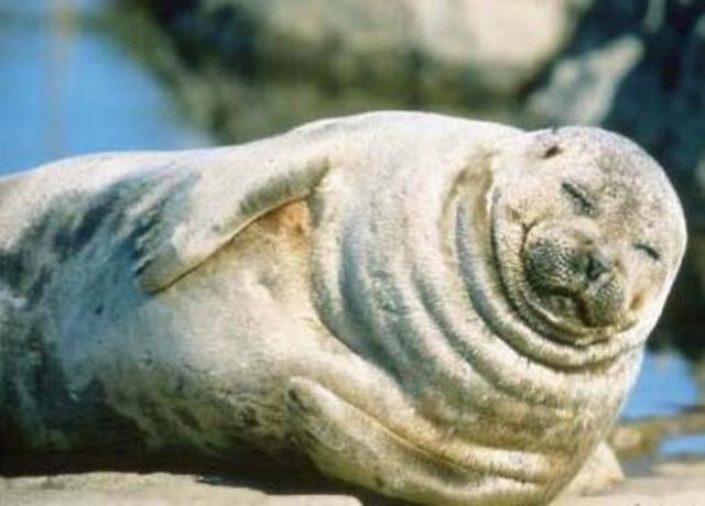 Saimaa Seal: Endangered