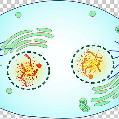 Timeline: DIVISION CELULAR MEIOSIS Y MITOSIS