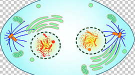 Timeline: DIVISION CELULAR MEIOSIS Y MITOSIS