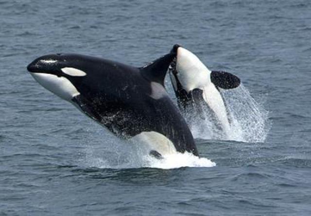 Killer Whale: Endangered