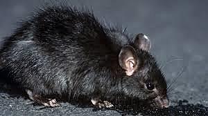 Como llego la peste negra a Europa