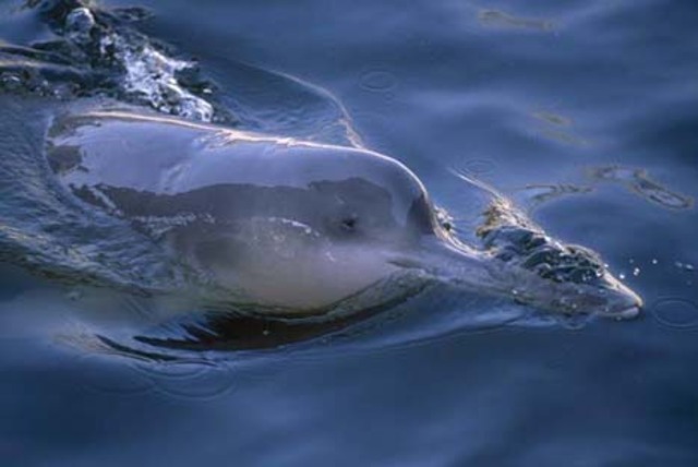 Baiji Dolphin: Functionally Extinct