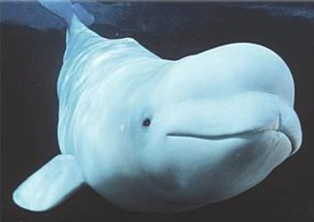 Beluga Whale: Endangered