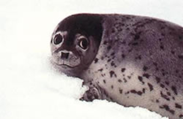 Spotted Seal: Threatened