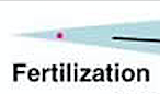 Fertilization