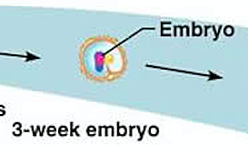Embryo