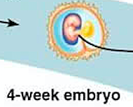 Embryo