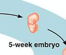 Embryo
