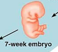 Embryo