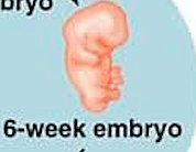 Embryo