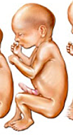 Fetus