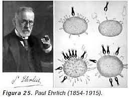 Teoria de la cadena lateral (Paul Ehrlich)
