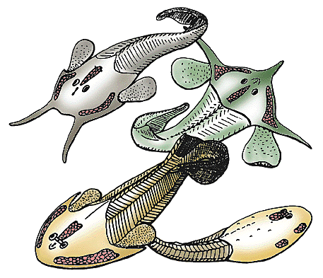 Organismos acuáticos