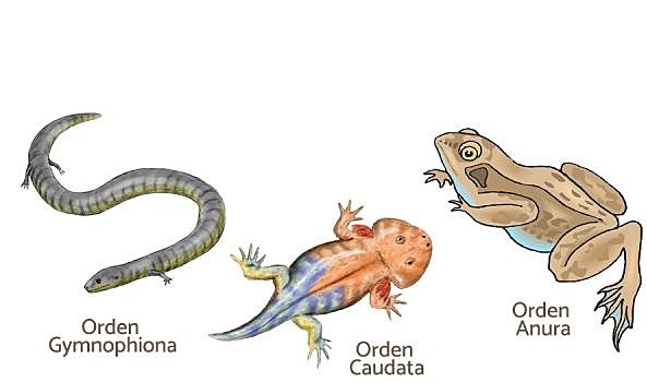 Organismos de vida acuáticas y terrestre