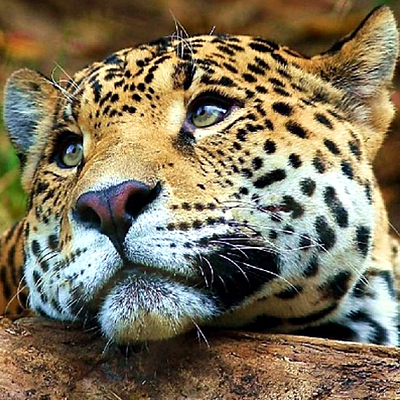 Timeline: EVOLUCIÓN DEL SISTEMA RESPIRATORIO DE LOS ANIMALES