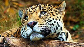 Timeline: EVOLUCIÓN DEL SISTEMA RESPIRATORIO DE LOS ANIMALES