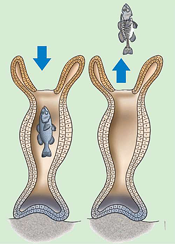 Digestión Extra celular