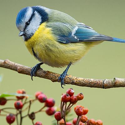 Timeline: EVOLUCIÓN DEL APARATO DIGESTIVO DE LOS ANIMALES